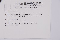 粉葉蕨藏品圖，第2張