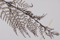 粉葉蕨藏品圖，第3張