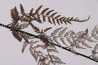 粉葉蕨藏品圖，第4張