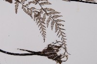 粉葉蕨藏品圖，第5張