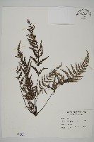 粉葉蕨藏品圖，第1張