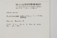 粉葉蕨藏品圖，第2張