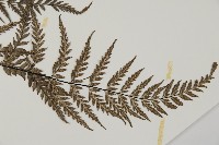 粉葉蕨藏品圖，第3張