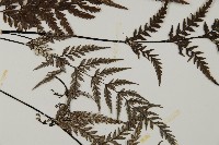 粉葉蕨藏品圖，第4張