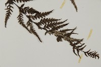 粉葉蕨藏品圖，第5張