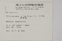 粉葉蕨藏品圖，第2張