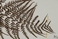 粉葉蕨藏品圖，第3張