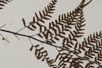 粉葉蕨藏品圖，第4張