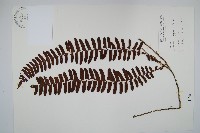 藤蕨藏品圖，第1張