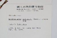 藤蕨藏品圖，第2張