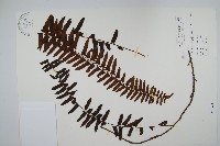 藤蕨藏品圖，第1張