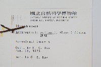 藤蕨藏品圖，第2張