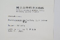 腎蕨藏品圖，第2張