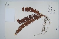 腎蕨藏品圖，第1張