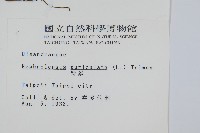 腎蕨藏品圖，第2張