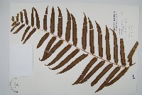 長葉腎蕨藏品圖，第1張