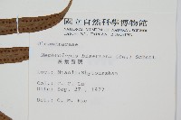 長葉腎蕨藏品圖，第2張