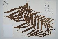 長葉腎蕨藏品圖，第1張