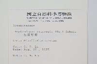 長葉腎蕨藏品圖，第2張