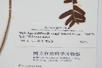 毛葉腎蕨藏品圖，第2張