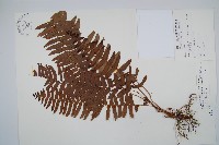 毛葉腎蕨藏品圖，第1張