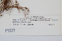 毛葉腎蕨藏品圖，第2張