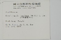 屏東擬肋毛蕨藏品圖，第2張