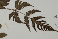 屏東擬肋毛蕨藏品圖，第4張