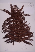 頂囊肋毛蕨藏品圖，第1張