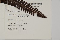 頂囊肋毛蕨藏品圖，第2張