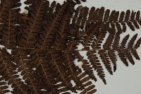 頂囊肋毛蕨藏品圖，第3張