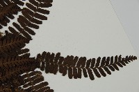 頂囊肋毛蕨藏品圖，第4張