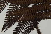 頂囊肋毛蕨藏品圖，第5張