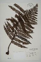 頂囊肋毛蕨藏品圖，第1張