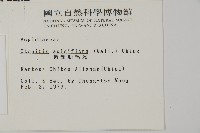 頂囊肋毛蕨藏品圖，第2張