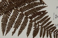 頂囊肋毛蕨藏品圖，第3張