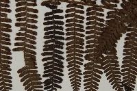 頂囊肋毛蕨藏品圖，第4張