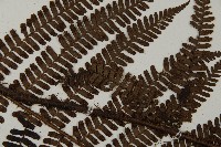 頂囊肋毛蕨藏品圖，第5張