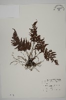 愛德氏肋毛蕨藏品圖，第1張