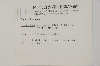 愛德氏肋毛蕨藏品圖，第2張