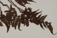 愛德氏肋毛蕨藏品圖，第3張