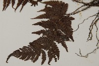 愛德氏肋毛蕨藏品圖，第4張