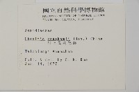 川上氏肋毛蕨藏品圖，第2張