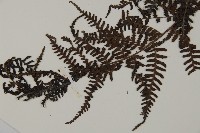 川上氏肋毛蕨藏品圖，第3張