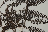 川上氏肋毛蕨藏品圖，第4張