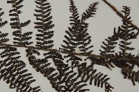 川上氏肋毛蕨藏品圖，第5張