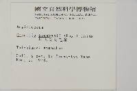 川上氏肋毛蕨藏品圖，第2張