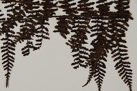 川上氏肋毛蕨藏品圖，第3張