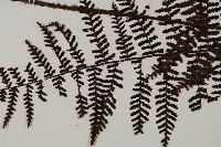 川上氏肋毛蕨藏品圖，第4張