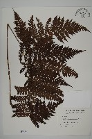 肋毛蕨藏品圖，第1張